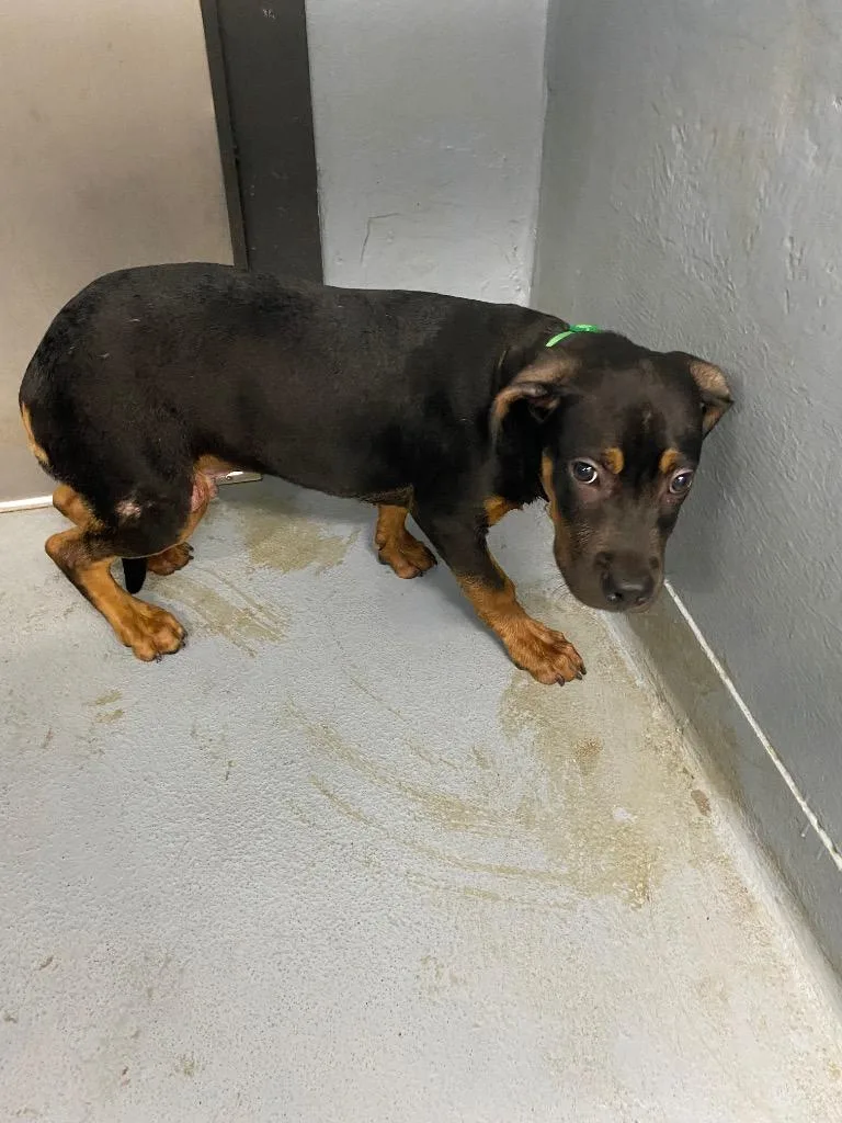 A baby large-sized male Mixed Breed dog named Hammy for adoption in Cartersville , GA