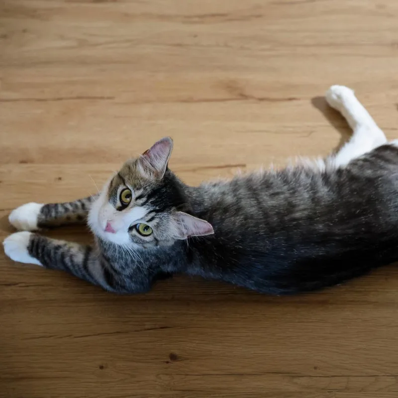 A young medium-sized female Brown / Chocolate Domestic Short Hair cat named Fig for adoption in Long Beach, CA