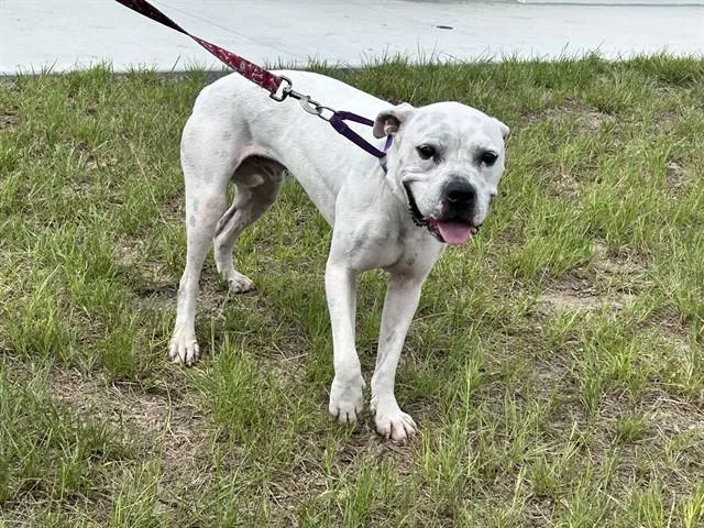 A young large-sized male Pit Bull Terrier dog named Mochi for adoption in Ocala, FL