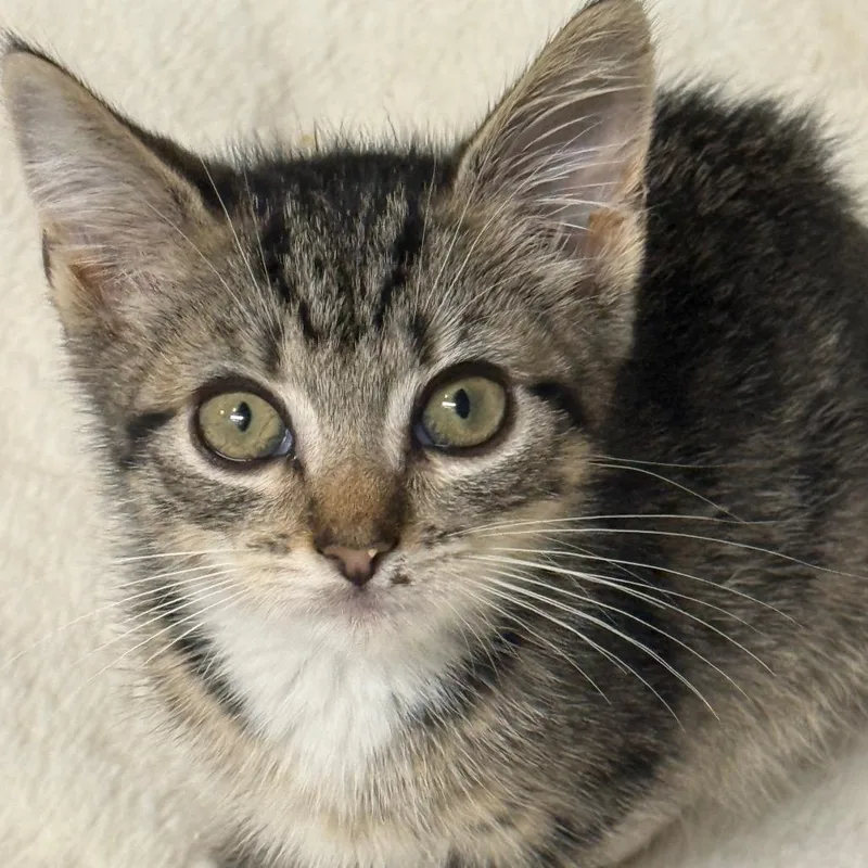 A baby small-sized female Brown / Chocolate Domestic Short Hair cat named Anne for adoption in Middle Village, NY