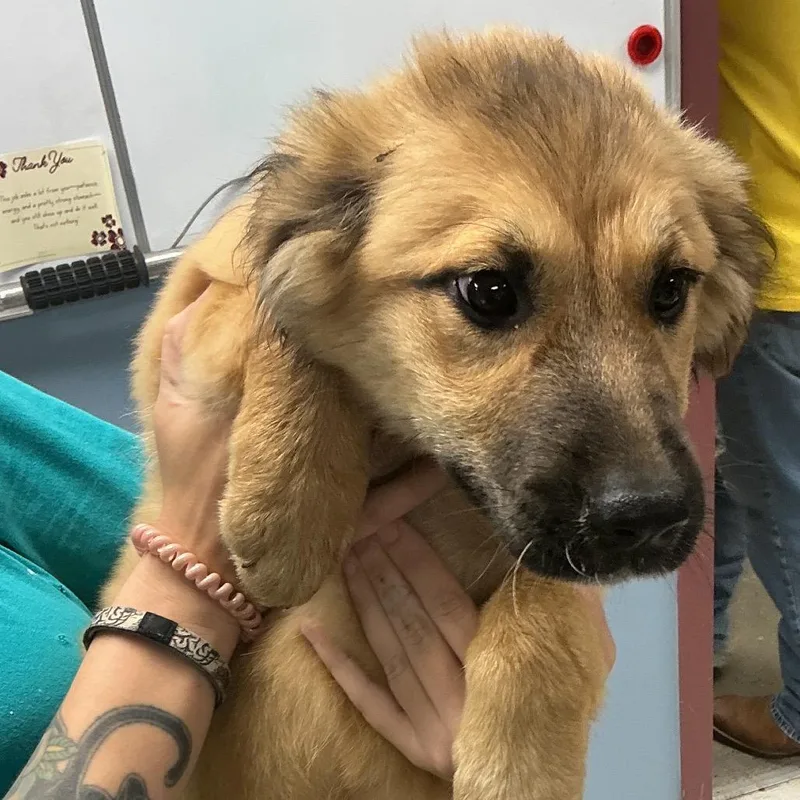 A baby small-sized female Brown / Chocolate German Shepherd Dog dog named Louise for adoption in St Joseph, MO