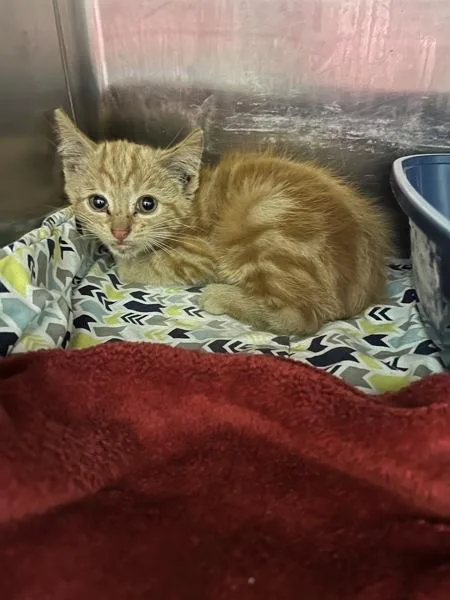 A baby small-sized male Domestic Short Hair cat named Pennywise for adoption in Morristown, TN