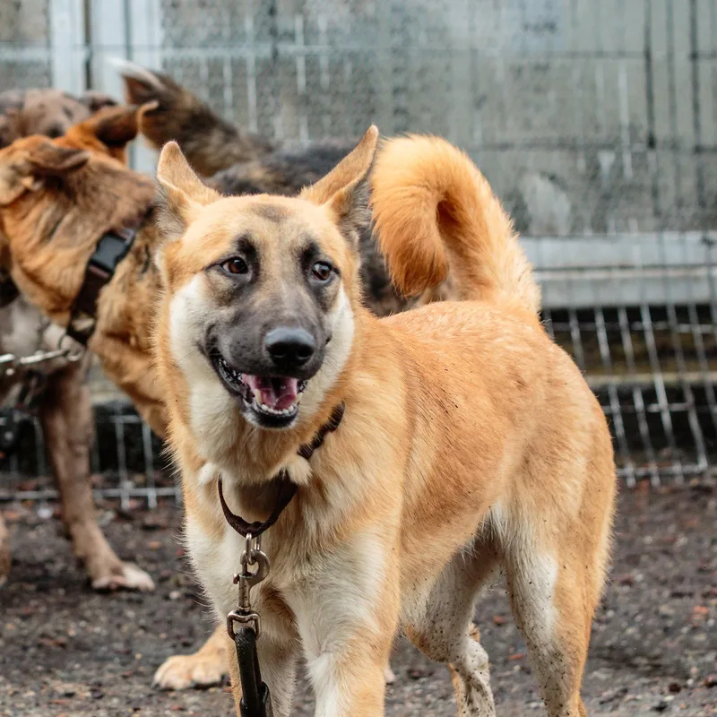 A young medium-sized female Shepherd dog named Camelia for adoption in Oakland, CA