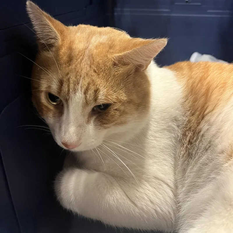 An adult large-sized male Orange / Red Domestic Short Hair cat named Sunny for adoption in Chattanooga, TN