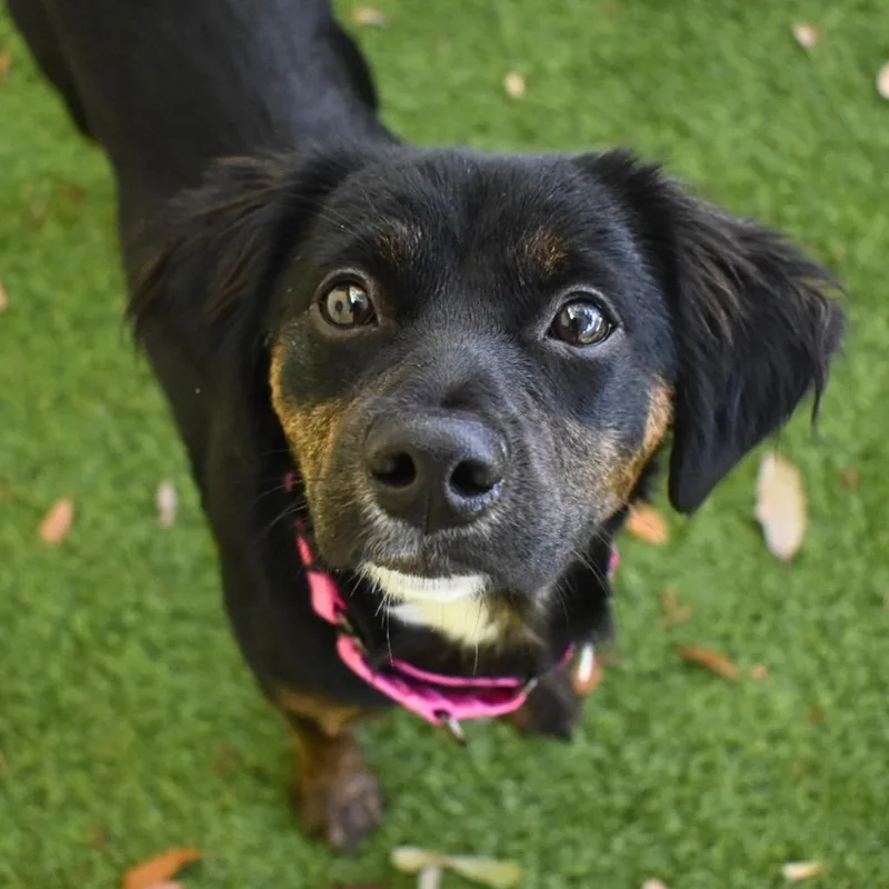 A young medium-sized female Cocker Spaniel dog named Daphne for adoption in Saint Petersburg, FL