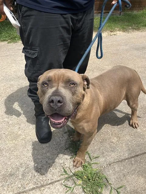 An adult large-sized male Mixed Breed dog named Big Boy for adoption in Dallas, TX