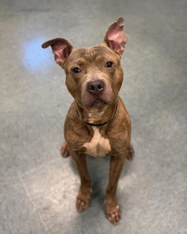 An adult large-sized male Pit Bull Terrier dog named Bulk Season for adoption in Richmond, VA