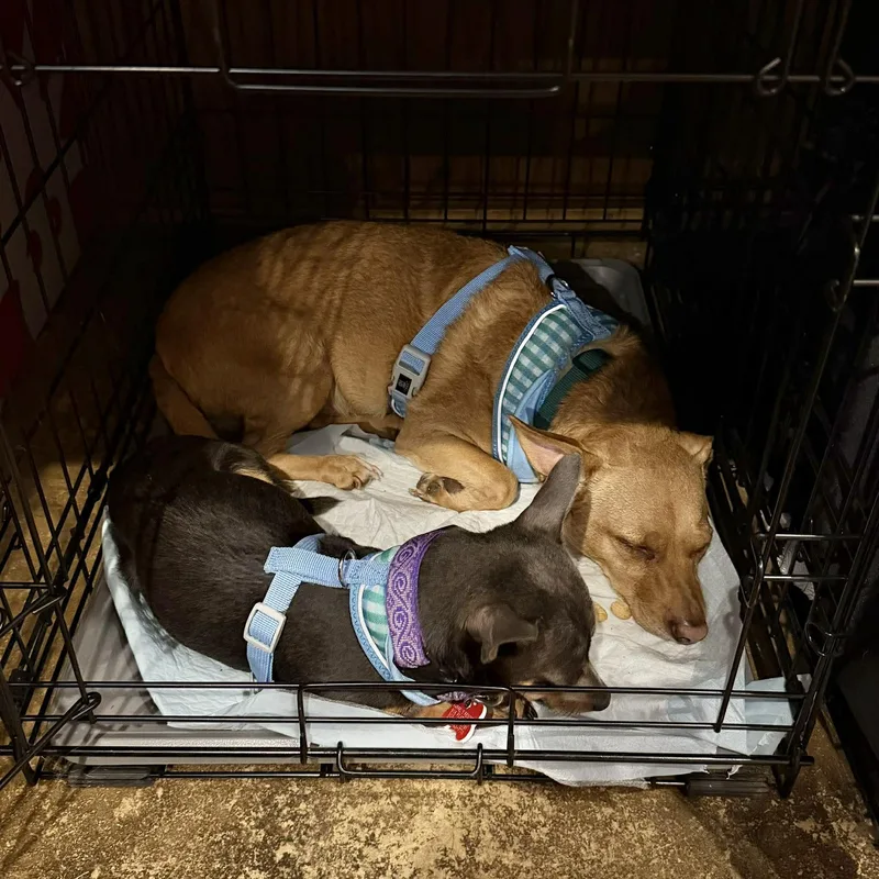 Jake & Finn thumbnail 2