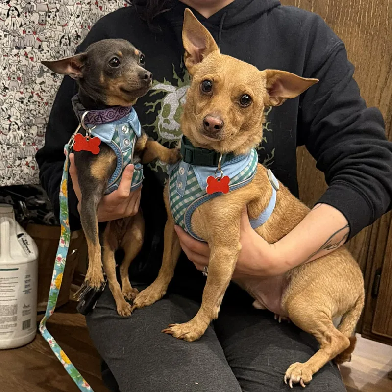 Jake & Finn thumbnail 3