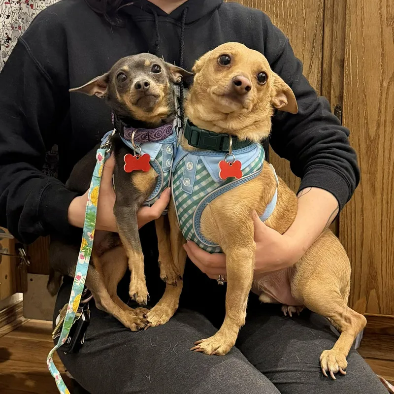 A young small-sized male Golden Chihuahua dog named Jake & Finn for adoption in Boulder, CO