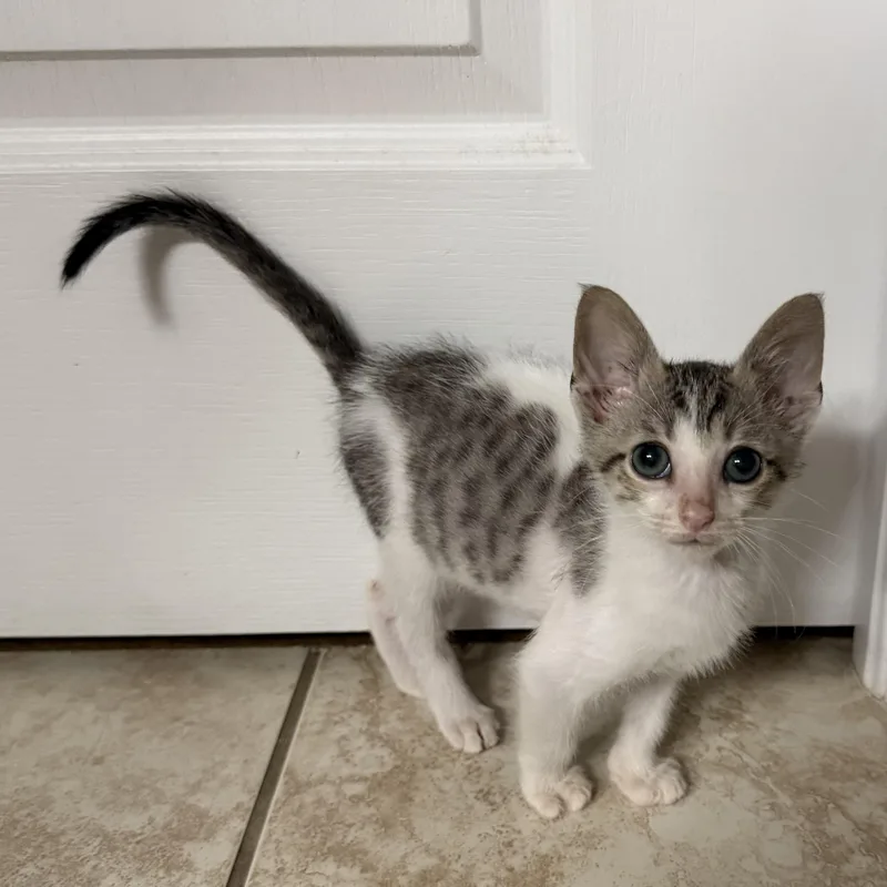 A baby medium-sized male Gray & White Domestic Short Hair cat named Dobby for adoption in Tampa, FL