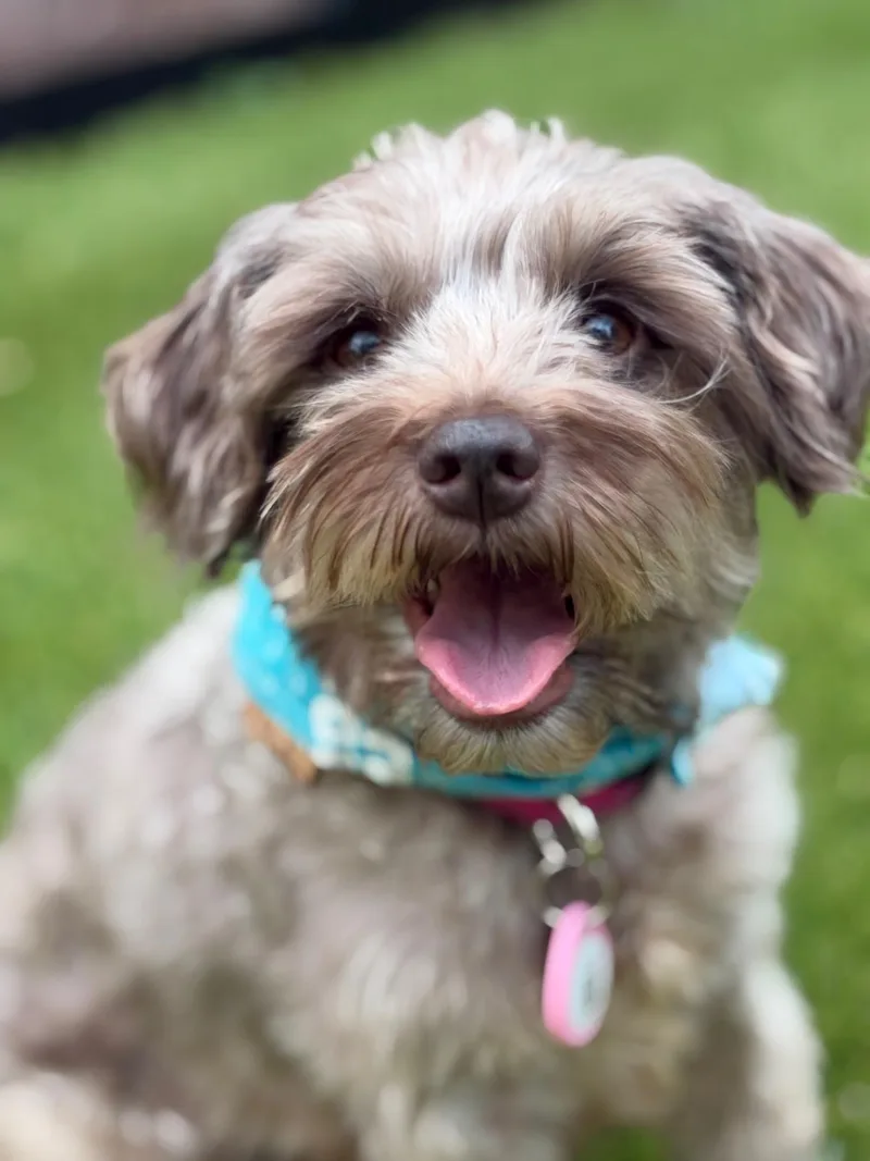 An adult small-sized female Schnauzer dog named HeidiWARNINGDo not view profile for adoption in Houston, TX