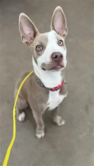 A young large-sized female Mixed Breed dog named Molly for adoption in Dallas, TX