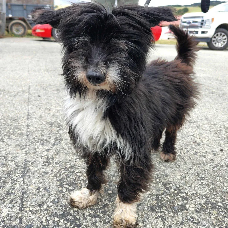 A senior small-sized male Maltese dog named Toto for adoption in San Jose, CA