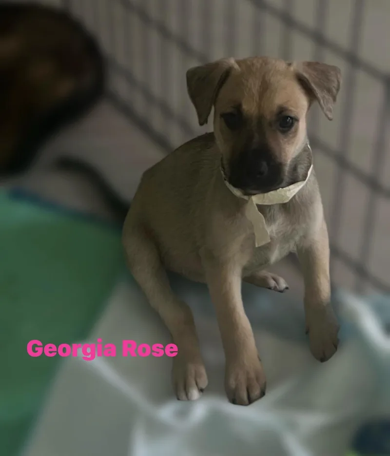 A baby medium-sized female German Shepherd Dog dog named Georgia Rose for adoption in Houston, TX