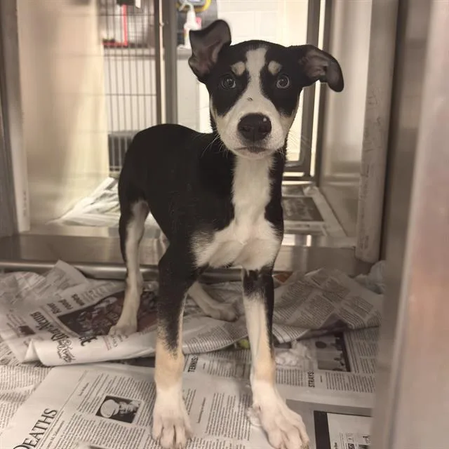 A baby small-sized male American Staffordshire Terrier dog named Simon for adoption in San Antonio, TX
