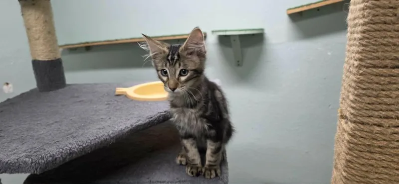 A baby medium-sized male Domestic Short Hair cat named Waffles for adoption in California City, CA