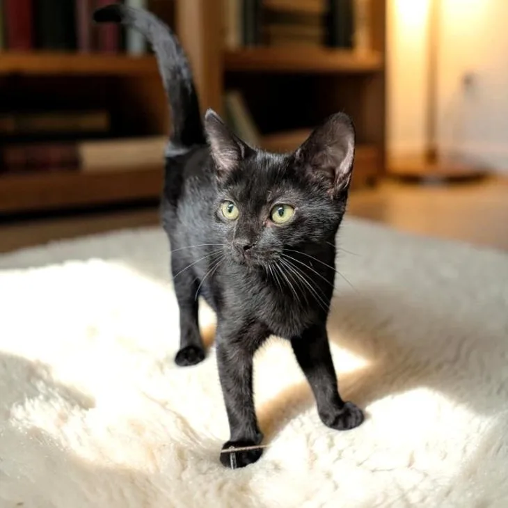 A baby medium-sized female Black Domestic Short Hair cat named Debbie for adoption in Wilmington, OH