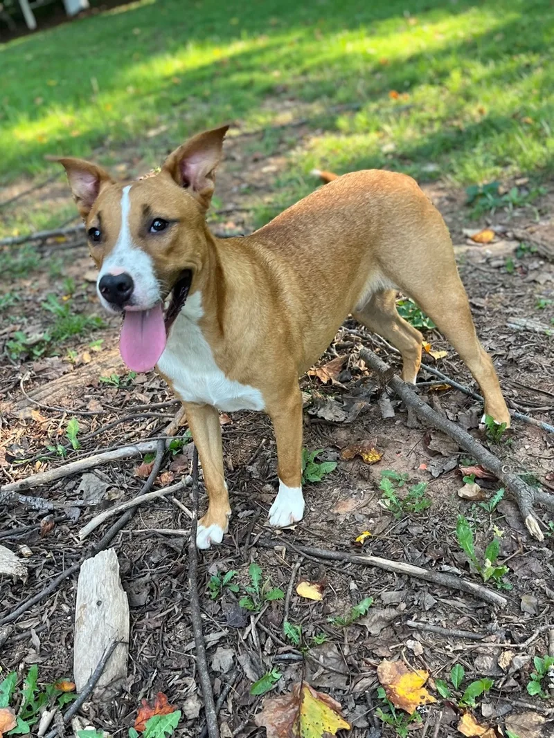 Streusel thumbnail 4