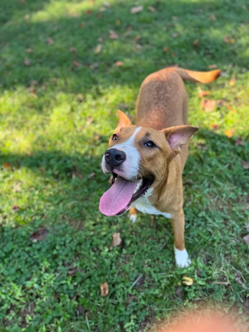 Streusel thumbnail 6