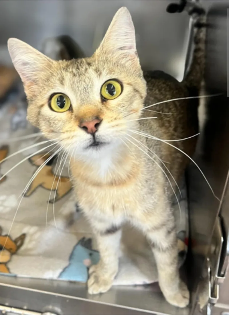 An adult medium-sized female Domestic Short Hair cat named Summer for adoption in Winfield, KS