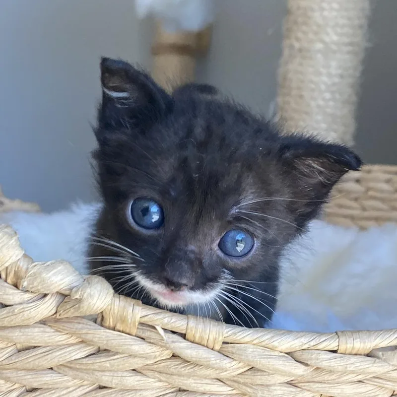 A baby small-sized male Black Domestic Short Hair cat named Little Pee Wee for adoption in Long Beach, CA