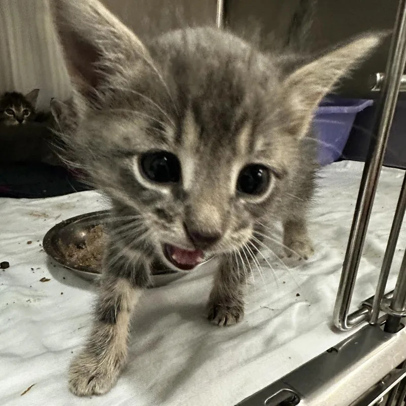 A baby small-sized male Domestic Short Hair cat named Larry for adoption in Manhattan, KS