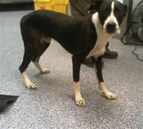 A young medium-sized male Mixed Breed dog named Puppy Dog for adoption in Charlotte, NC