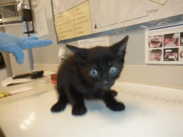 A baby small-sized male Domestic Short Hair cat named Paniki for adoption in San Jose, CA