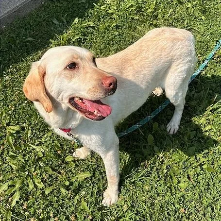 An adult medium-sized female Yellow / Tan / Blond / Fawn Labrador Retriever dog named Lilly for adoption in Springfield, MA