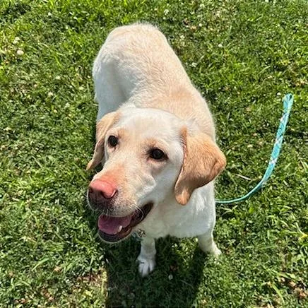 Lilly thumbnail 3