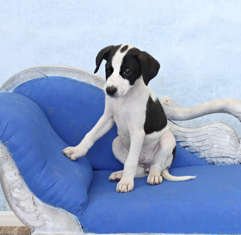 Maybelle thumbnail 2