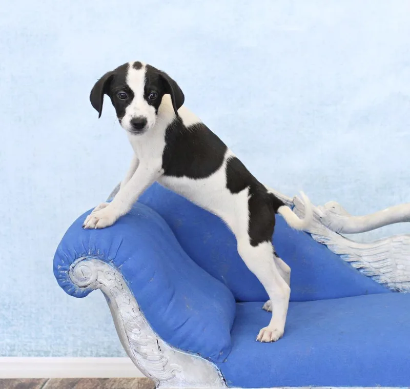 Maybelle thumbnail 3