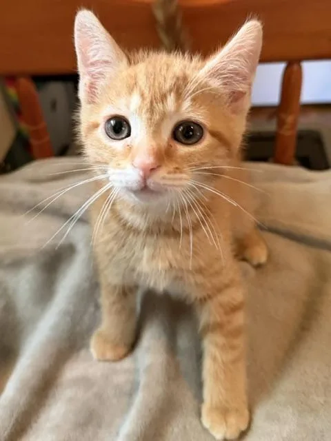A baby medium-sized male Tabby (Orange / Red) Domestic Short Hair cat named Marley for adoption in Annapolis, MD