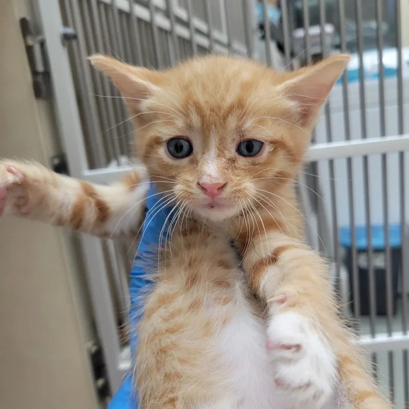 A baby small-sized male Orange / Red Domestic Short Hair cat named Otterhound for adoption in Westminster, CA