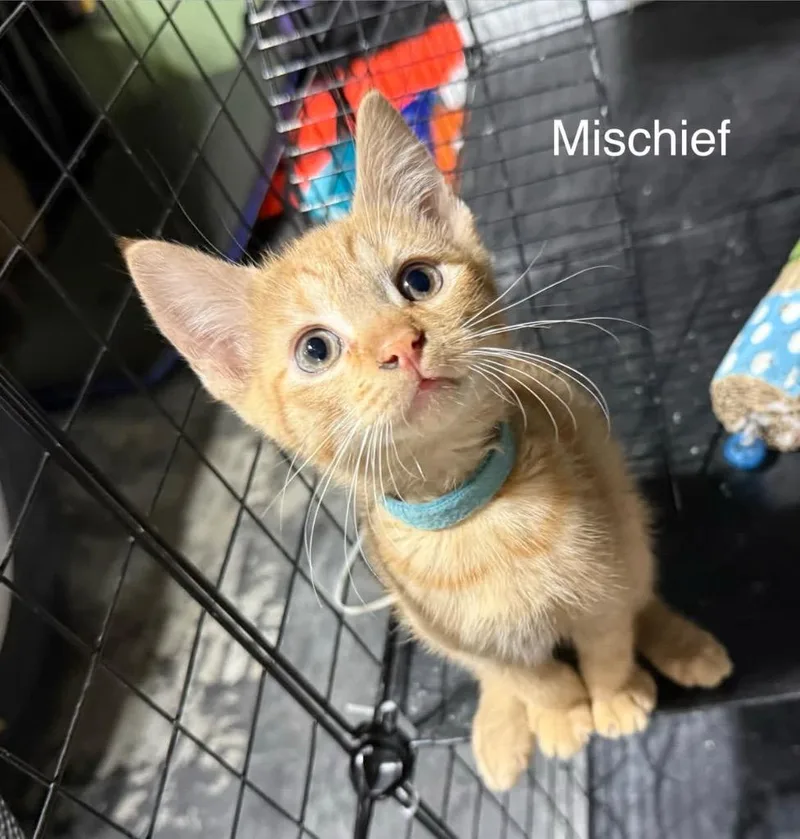 A baby medium-sized male Domestic Short Hair cat named Mischief for adoption in Johnson City, TN