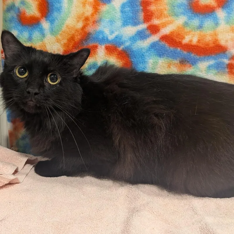 An adult medium-sized male Black Domestic Long Hair cat named Biscuits for adoption in Tampa, FL