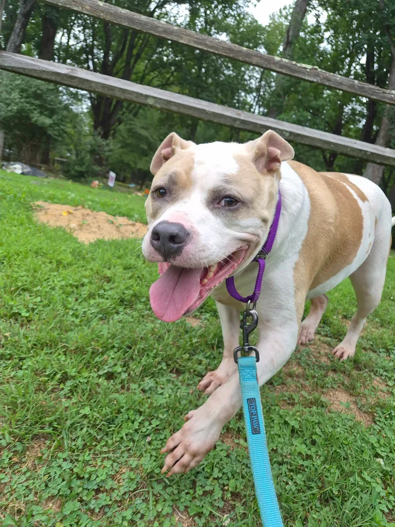 An adult large-sized male Mixed Breed dog named Herbie for adoption in Reisterstown, MD