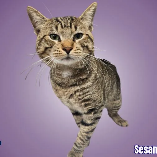 A young small-sized male Brown / Chocolate Domestic Short Hair cat named Sesame Seed for adoption in Austin, TX