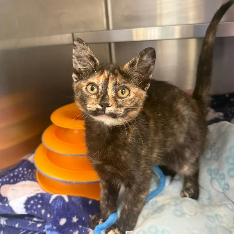 A baby small-sized female Black Domestic Short Hair cat named Carrie for adoption in Fort Bragg, CA