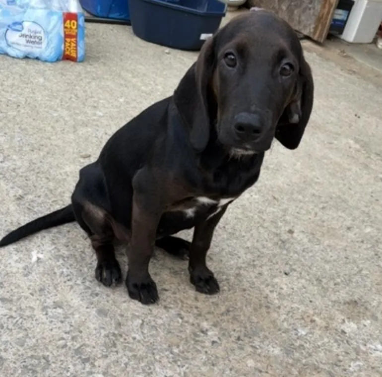 A baby medium-sized male Black Labrador Retriever dog named Army for adoption in Andover, MA