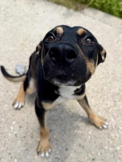 An adult large-sized male Mixed Breed dog named Draco for adoption in New Orleans, LA