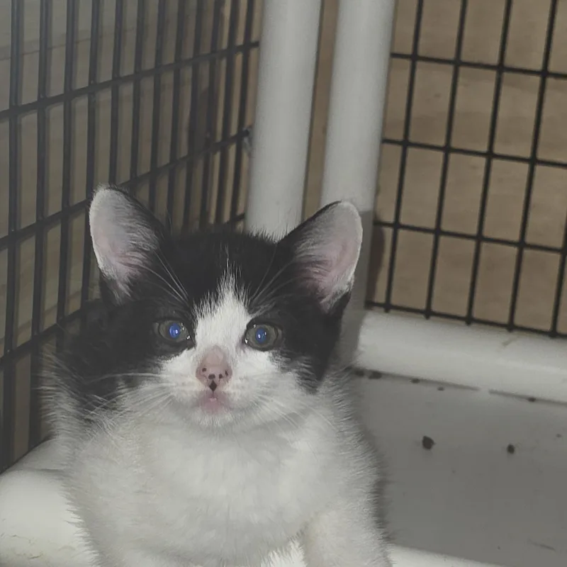 A baby medium-sized female White Domestic Short Hair cat named Jersey for adoption in Johnson City, NY