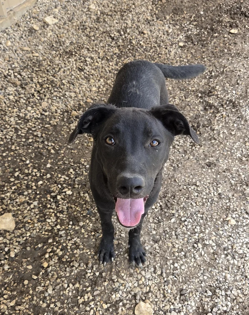 A young medium-sized male Black Labrador Retriever dog named Hopper for adoption in Bandera, TX