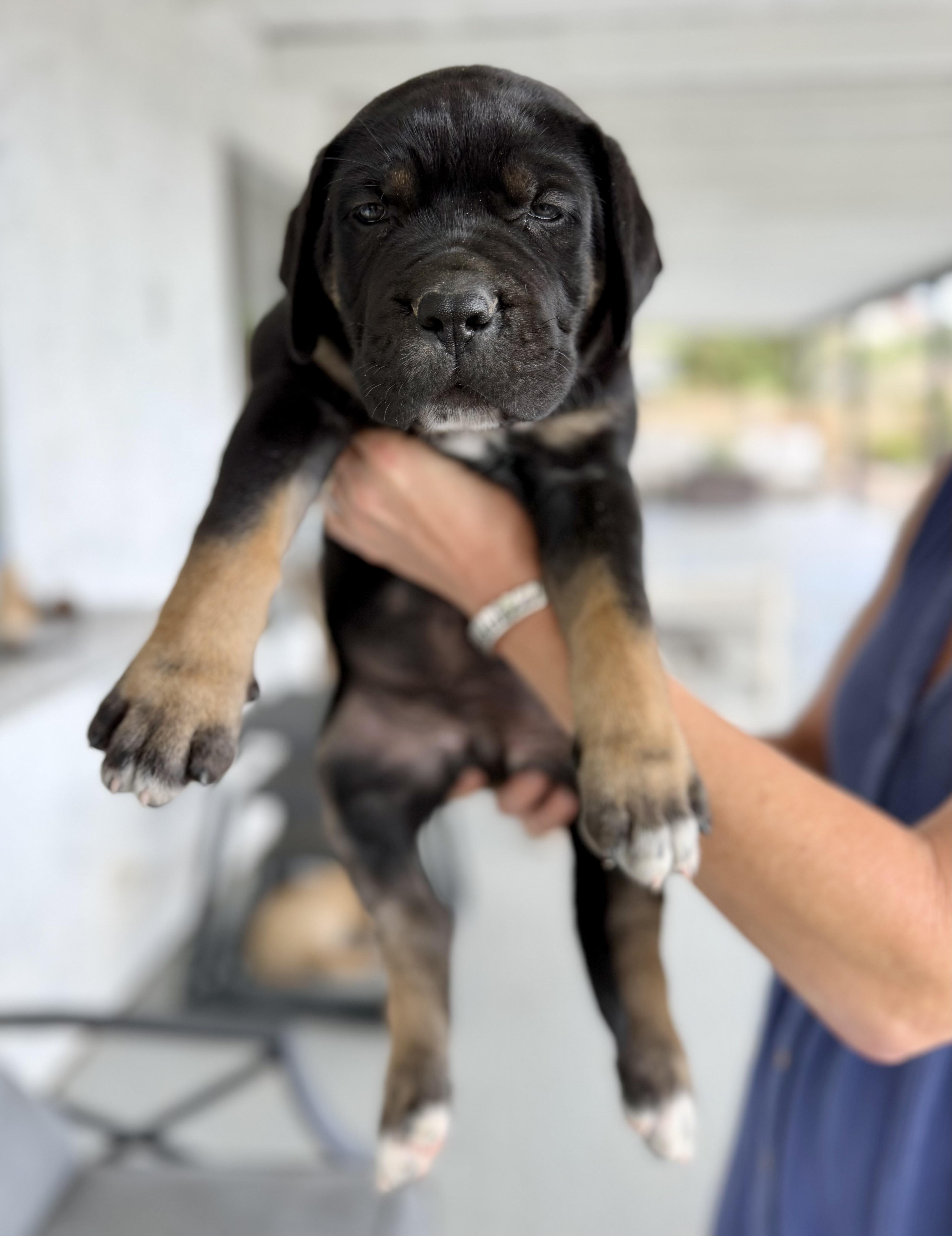 Bruce