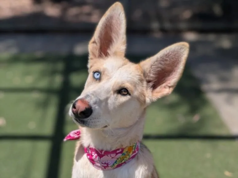 A young large-sized female Siberian Husky dog named Nala for adoption in San Pedro, CA