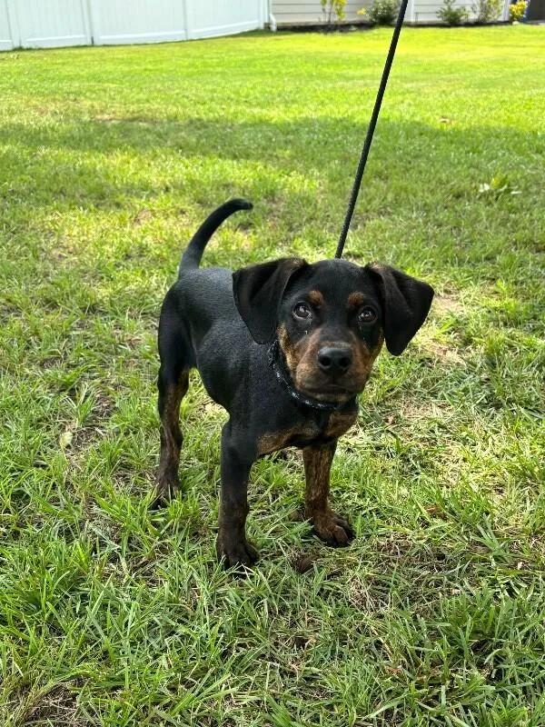 A baby small-sized male Black Labrador Retriever dog named Dipple for adoption in Aiken, SC