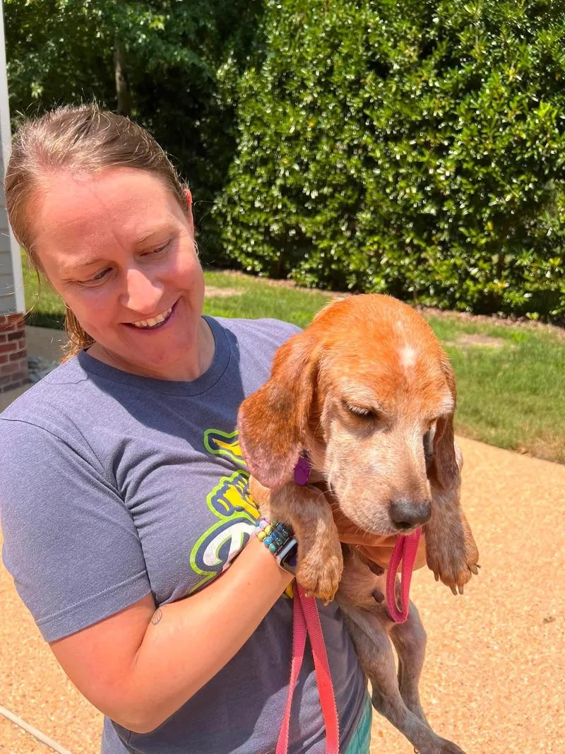 An adult small-sized female Tricolor (Brown, Black, & White) Beagle dog named Zoey for adoption in Williamsburg, VA