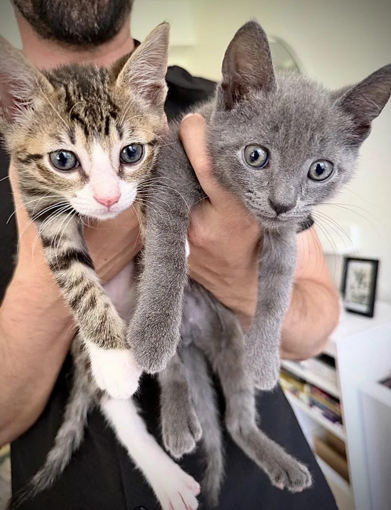 A baby medium-sized male Gray / Blue / Silver Domestic Short Hair cat named Cub And Pup for adoption in Brooklyn, NY