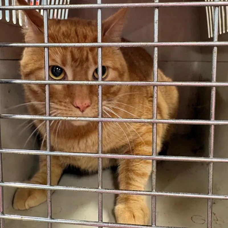 An adult extra large-sized male Orange / Red Domestic Short Hair cat named Orange for adoption in Newark, NJ